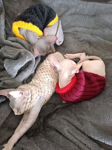 Кошенята