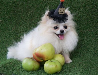 Померанский шпиц, девчонка мини