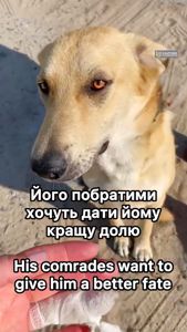 Пес Донбас