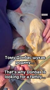 Пес Донбас