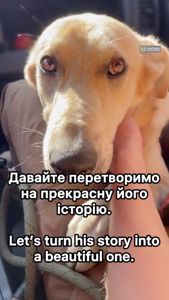 Пес Донбас