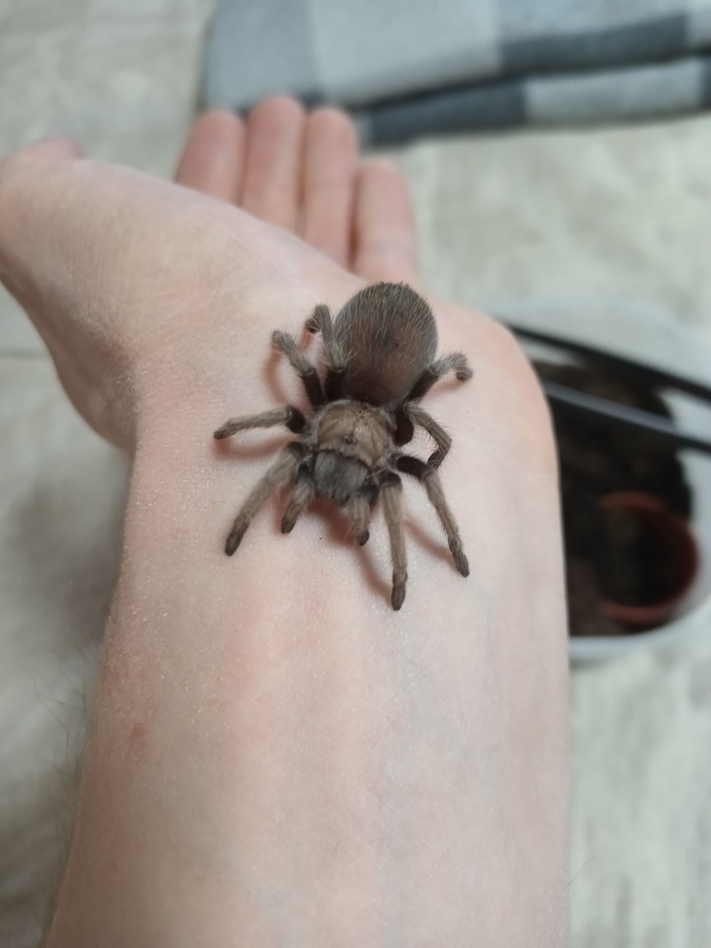 Aphonopelma Chalcodes