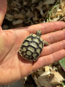 Черепаха облямована (Testudo marginata), cухопутна черепаха