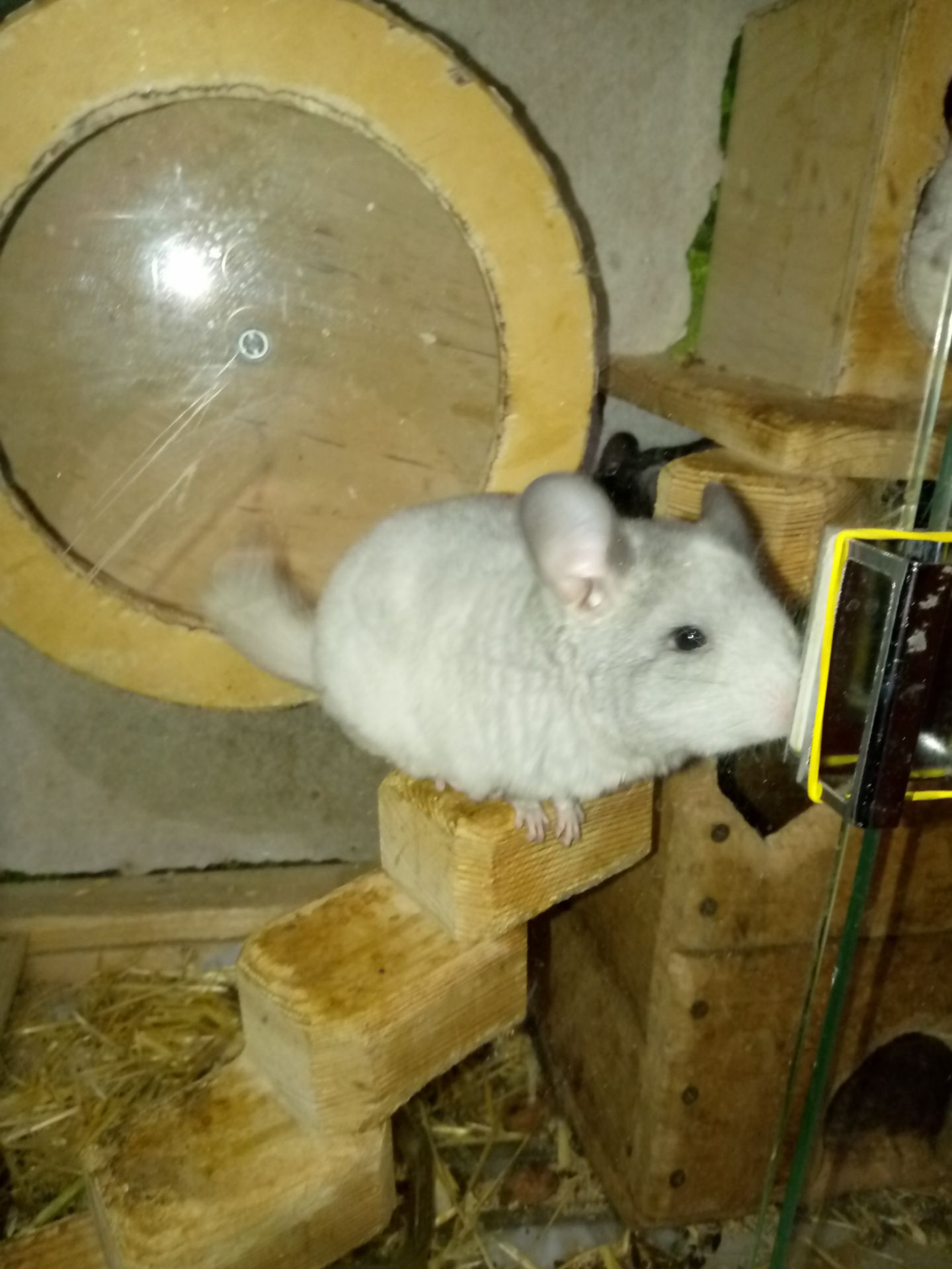 Шиншилла мальчик 3 месяца