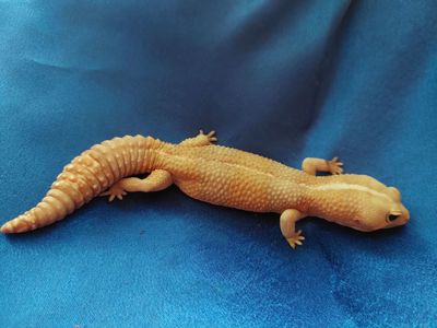 Гемітеконіс Самець