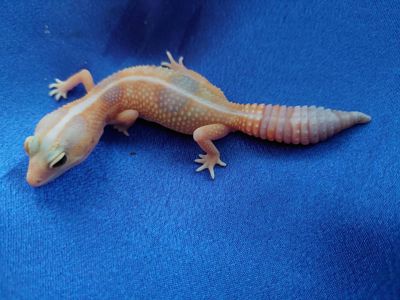 Гемітеконікс Самка