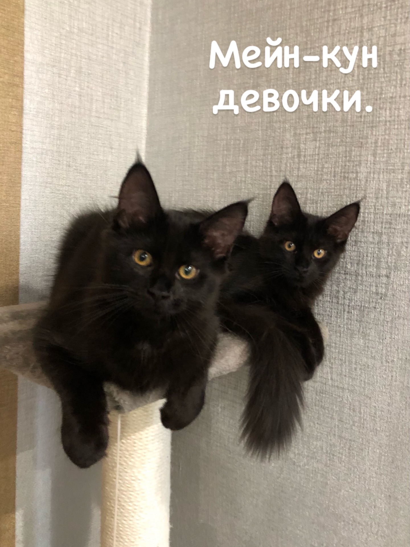 Продаються кошенята мейн-кун