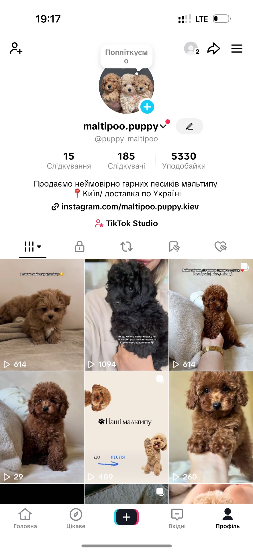 Мальтипу дівчинка редбраун