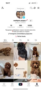 Мальтипу дівчинка редбраун
