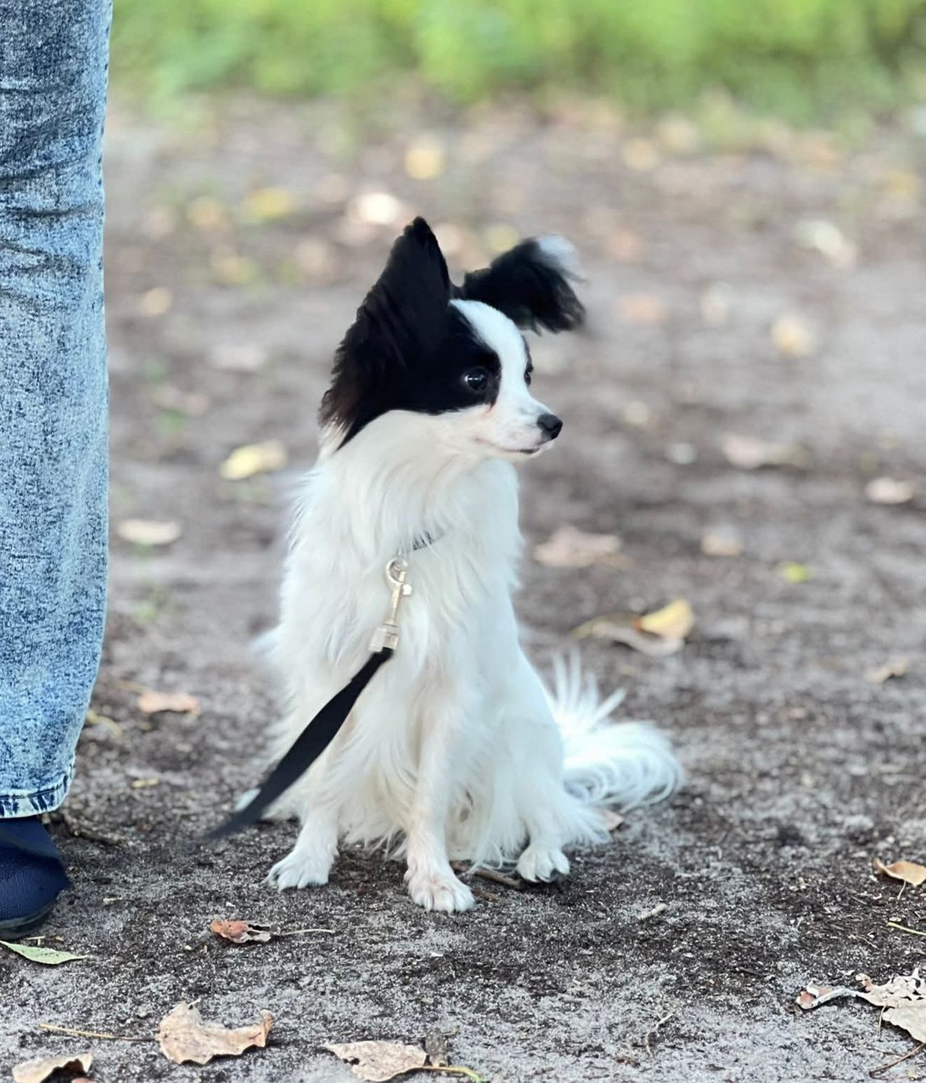Цуценя папійон