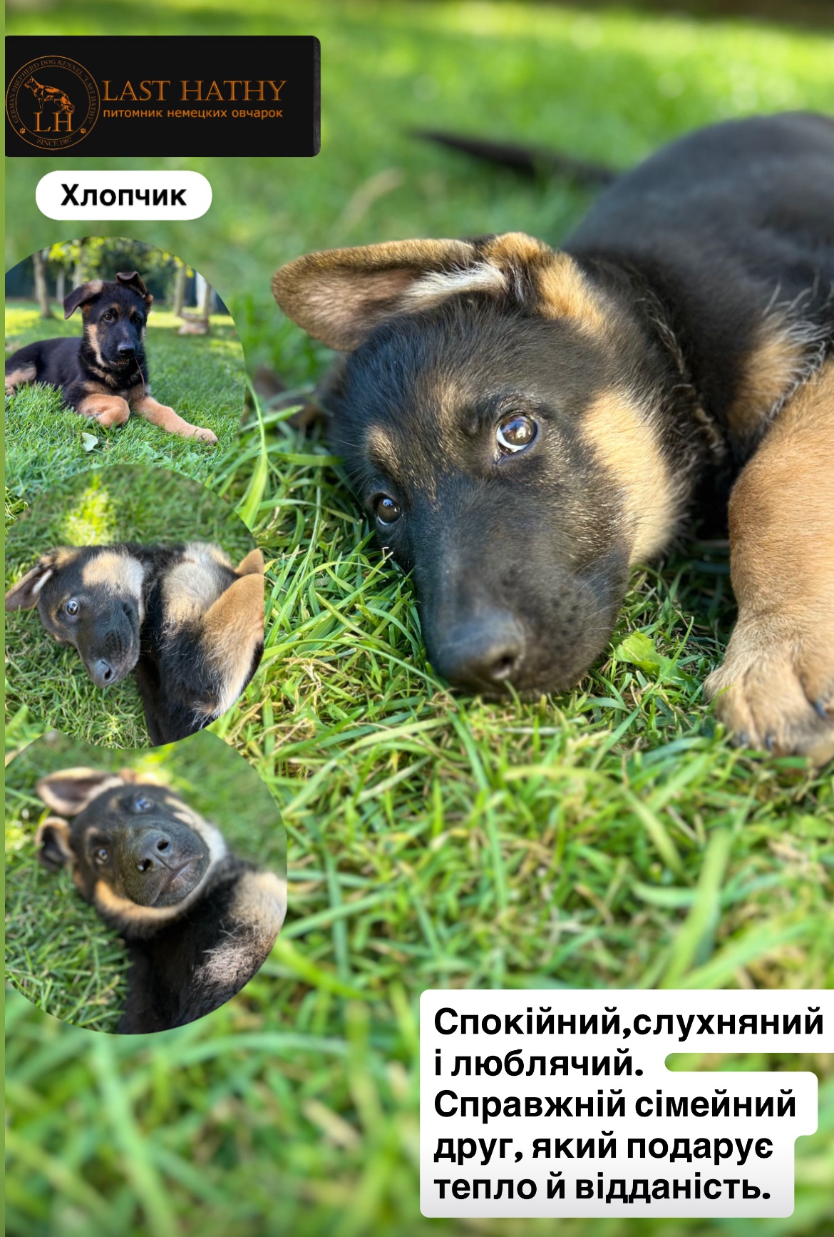 Цуценята німецька вівчарка