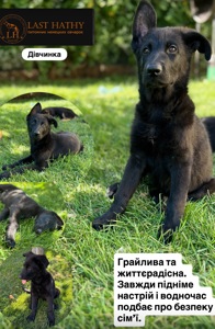 Цуценята німецька вівчарка
