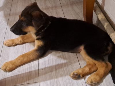 Цуценята німецької вівчарки
