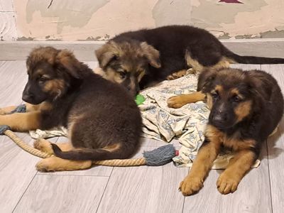 Цуценята німецької вівчарки