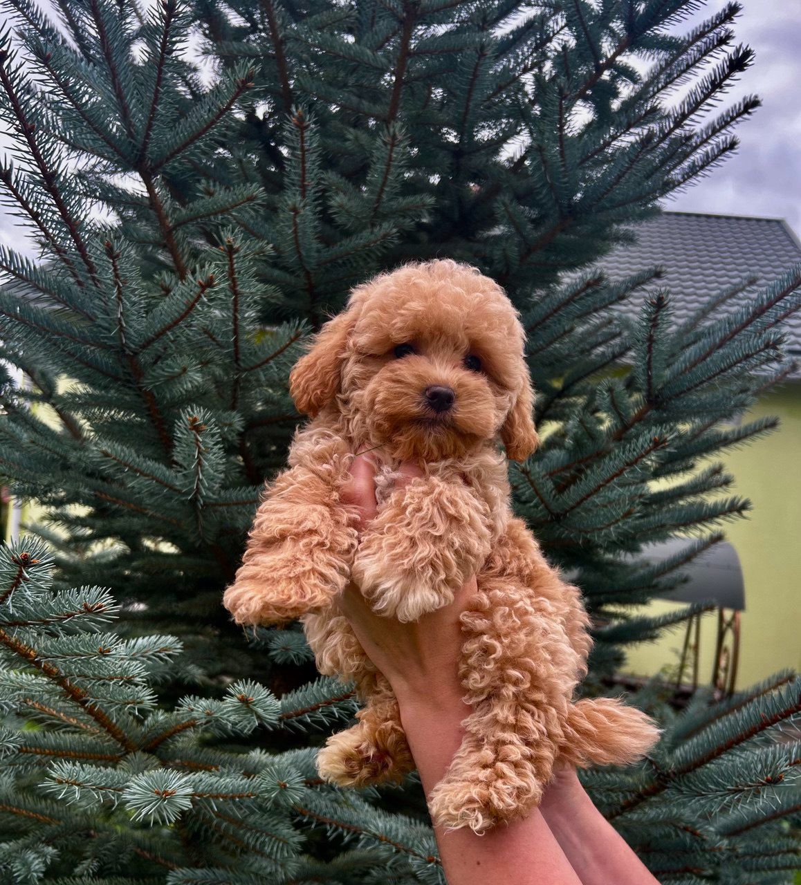 Казковий хлопчик мальтіпу