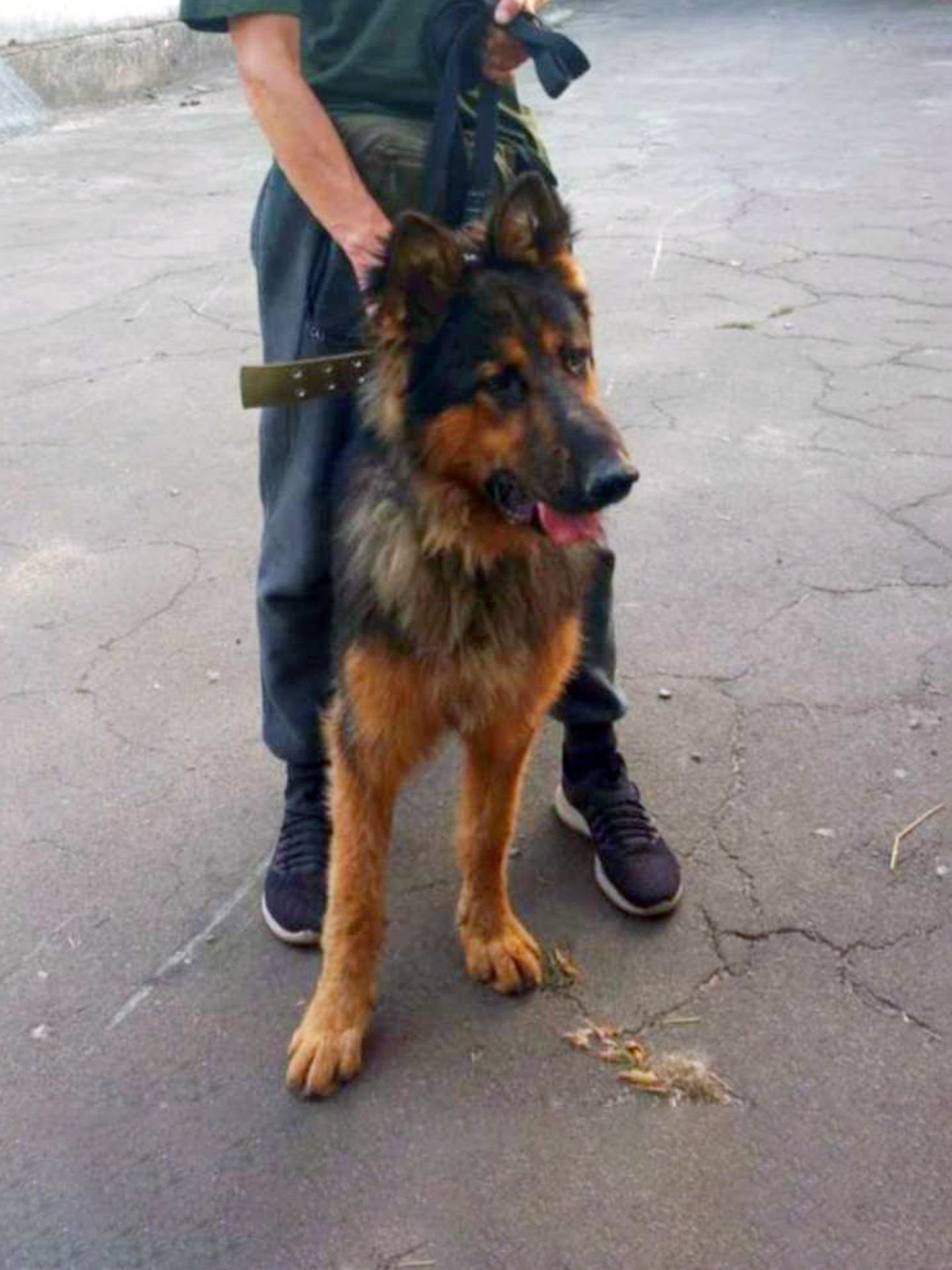 Німецький вівчур Шериф