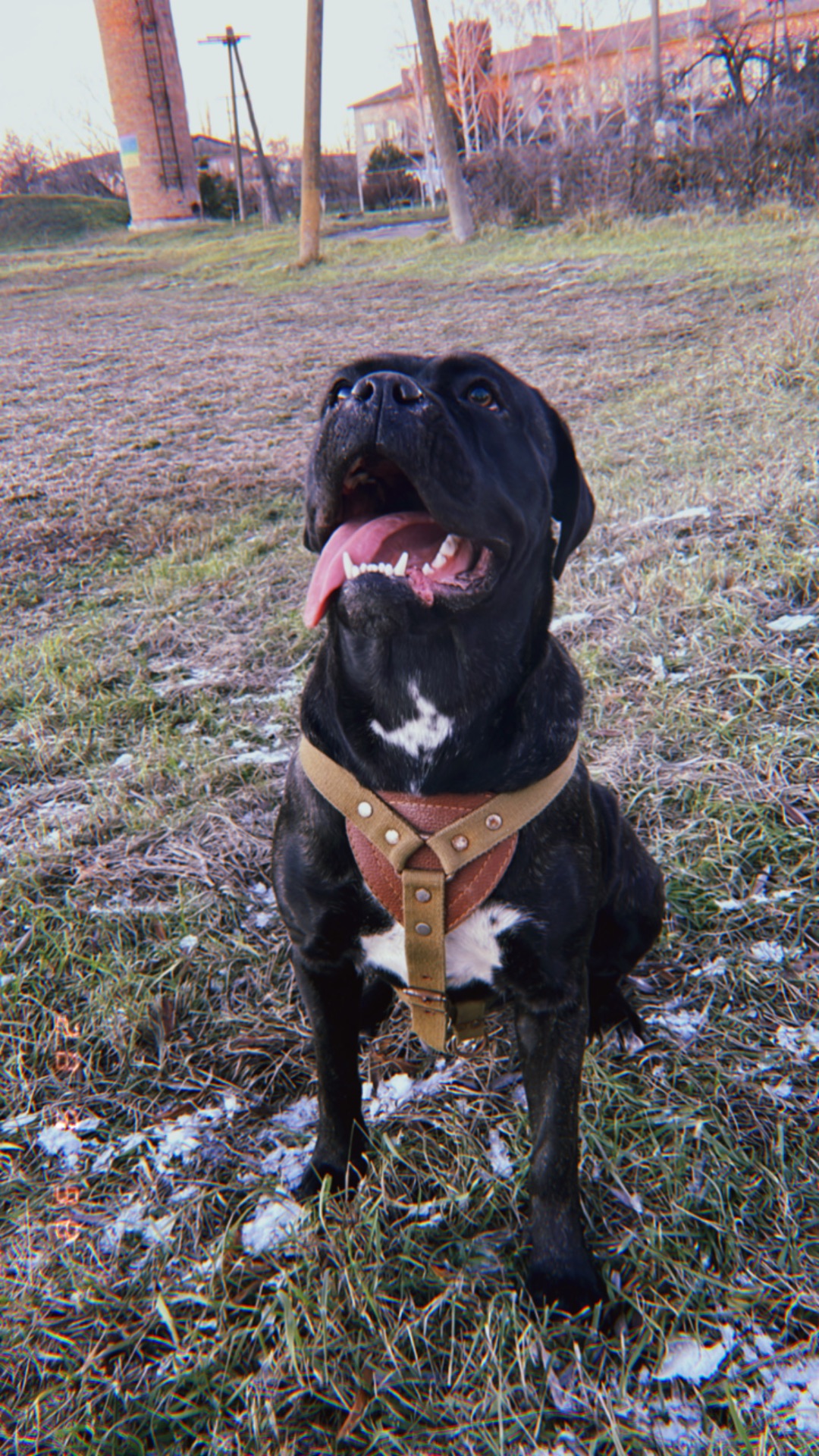 ⸻ 🐾 Щенки Cane Corso ищут свою семью 🐾