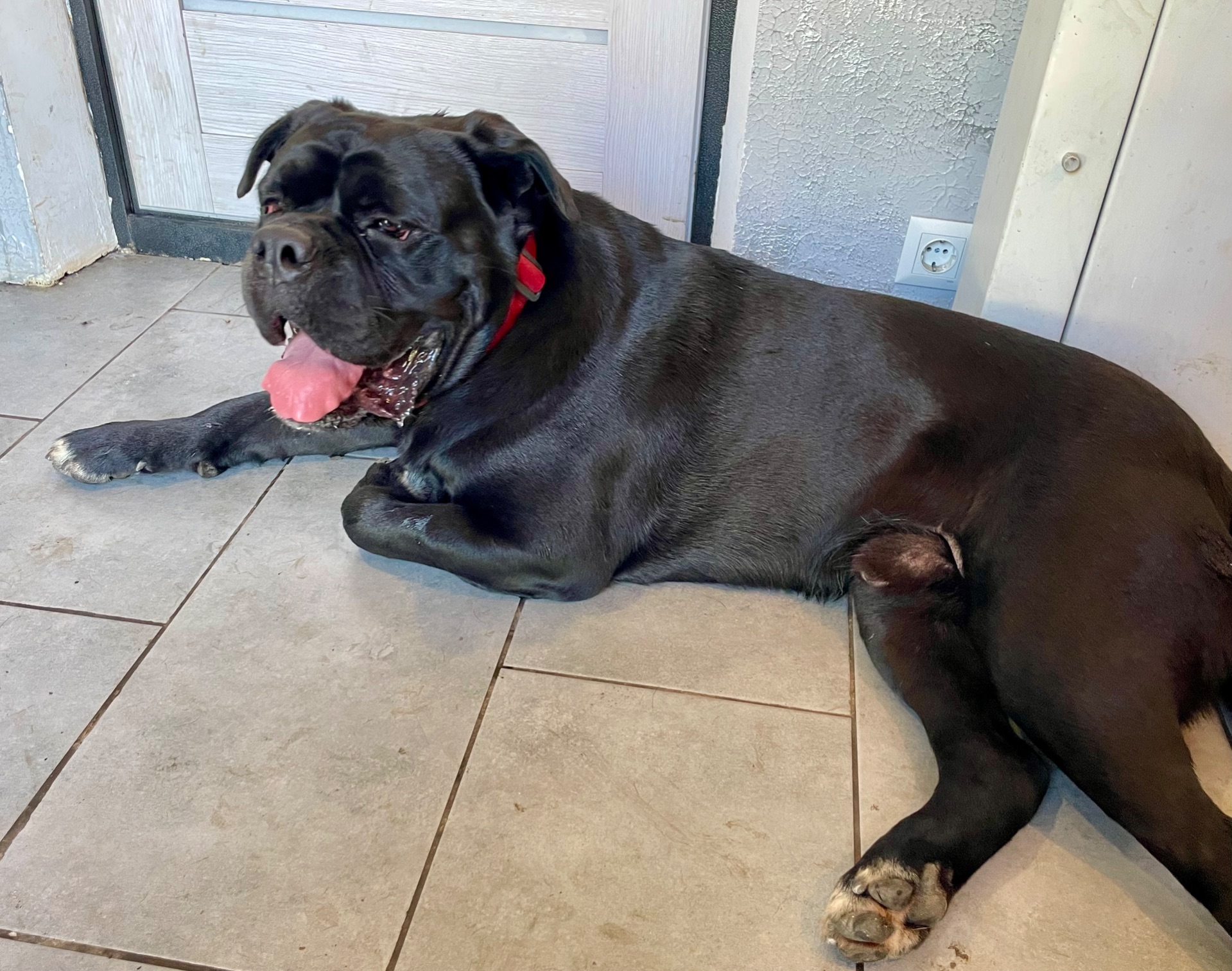 ⸻ 🐾 Щенки Cane Corso ищут свою семью 🐾