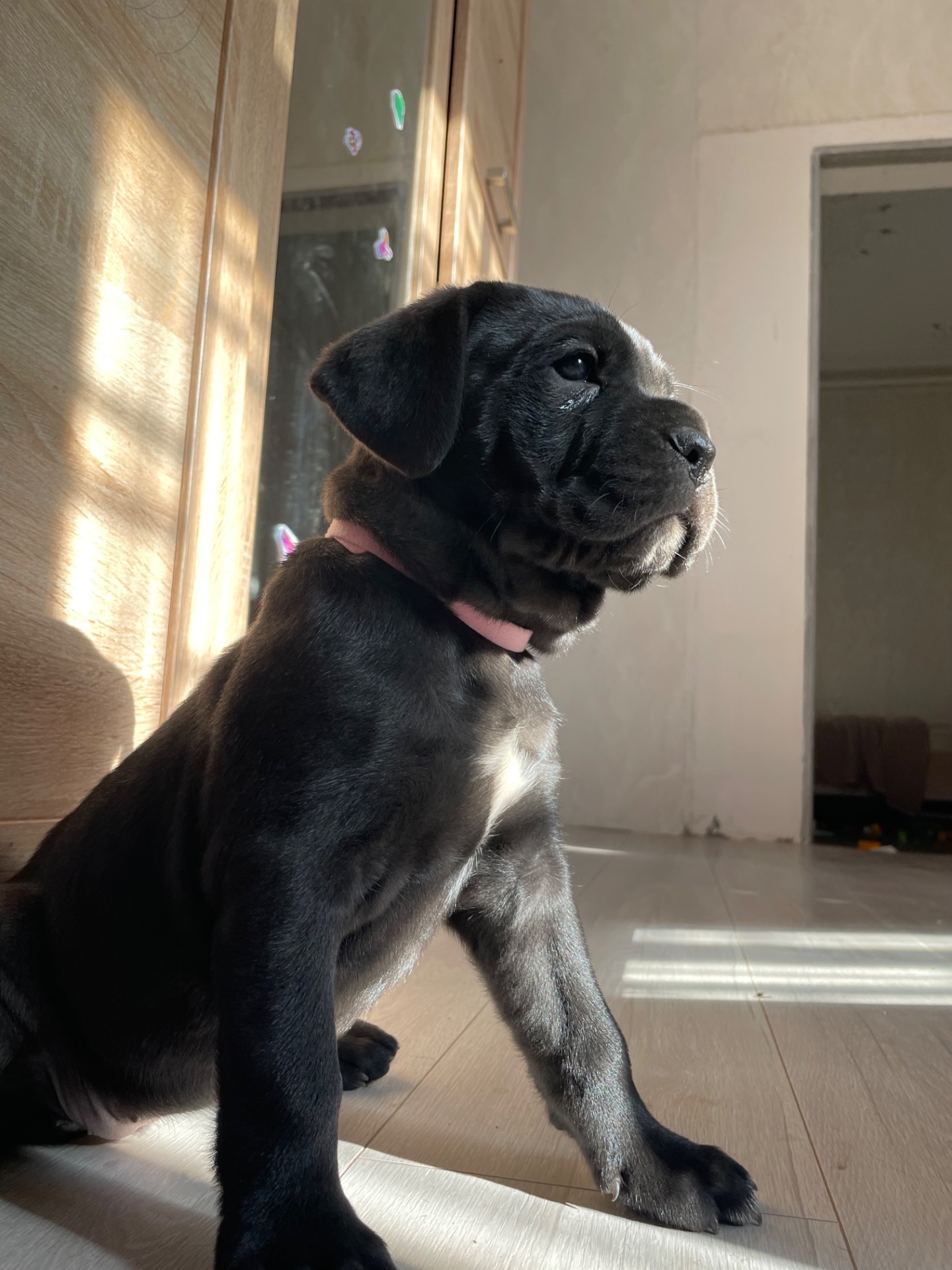 ⸻ 🐾 Щенки Cane Corso ищут свою семью 🐾