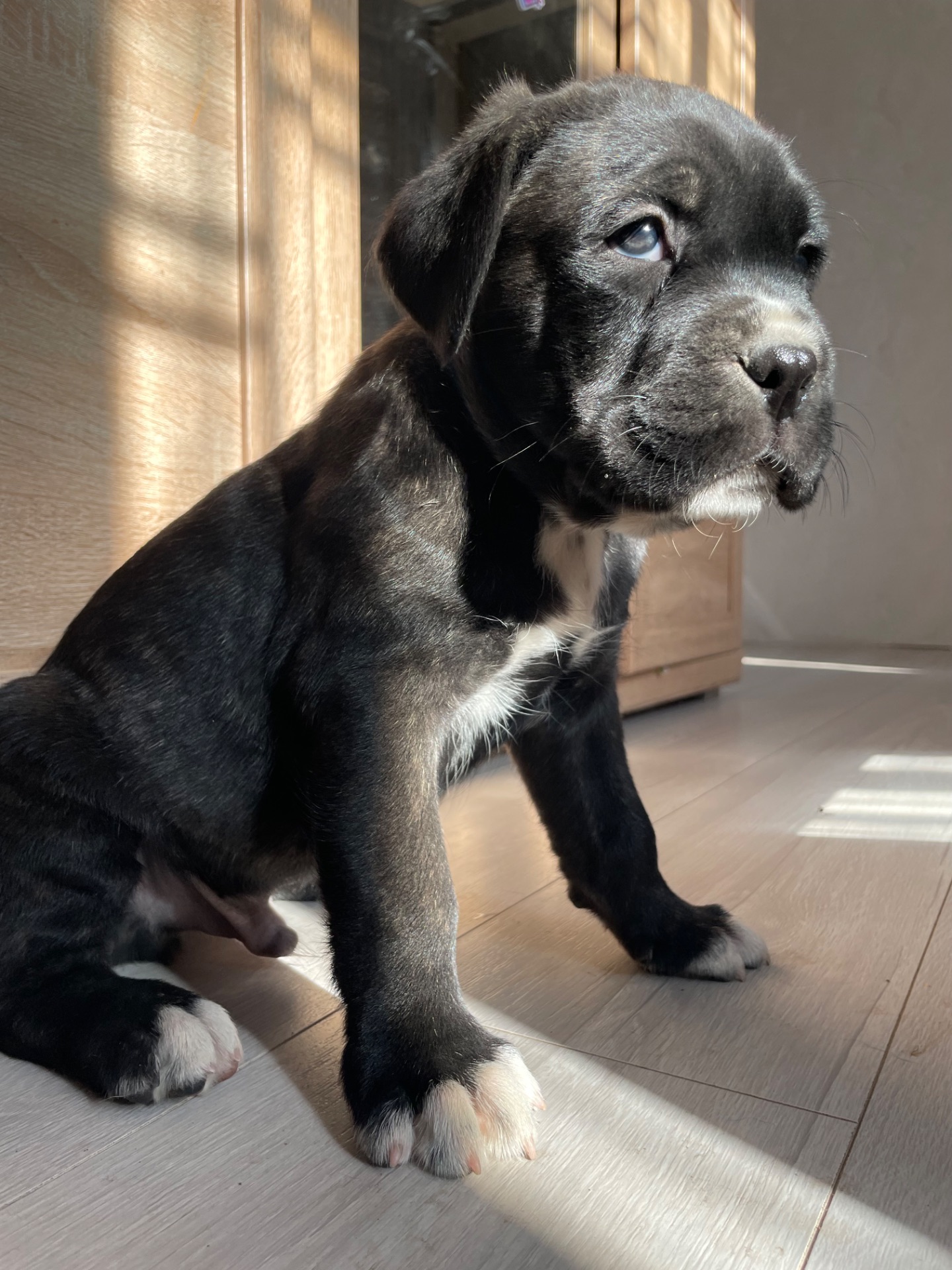 ⸻ 🐾 Щенки Cane Corso ищут свою семью 🐾