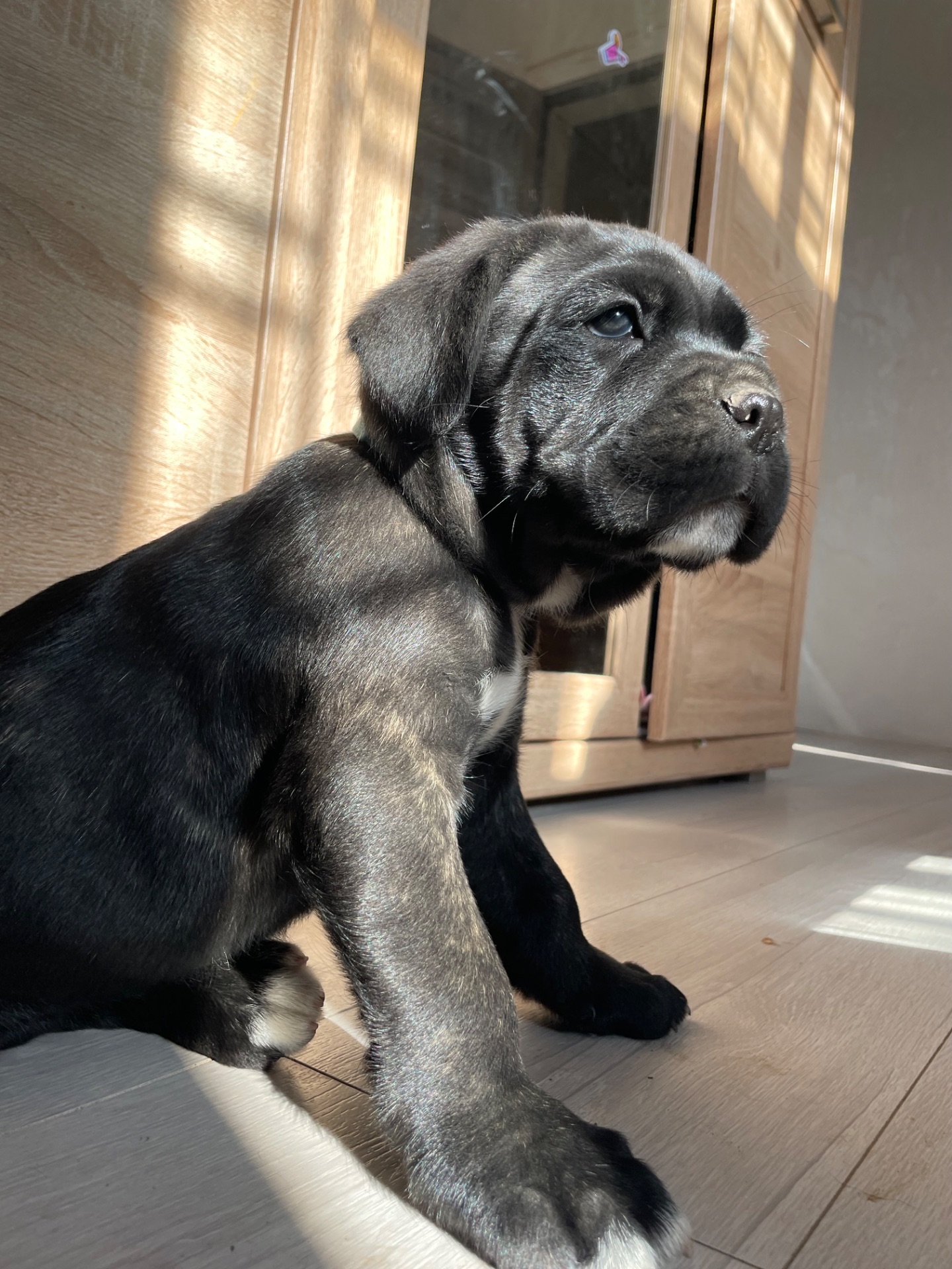 ⸻ 🐾 Щенки Cane Corso ищут свою семью 🐾