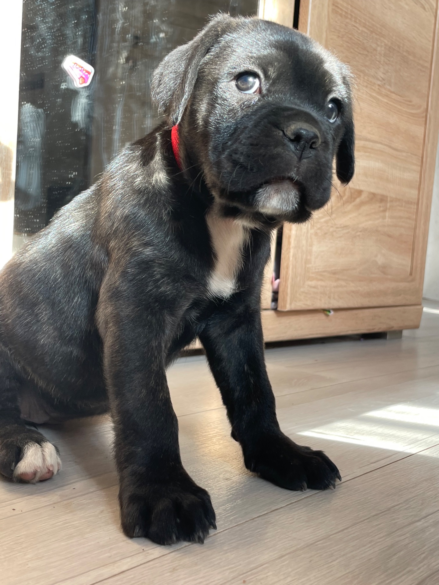 ⸻ 🐾 Щенки Cane Corso ищут свою семью 🐾