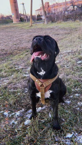 ⸻ 🐾 Щенки Cane Corso ищут свою семью 🐾