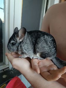 Шиншила