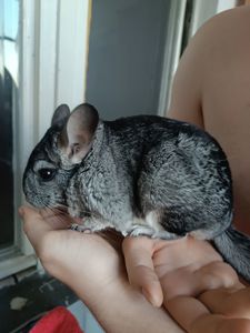 Шиншила