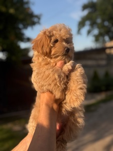 Цуценята Мальтіпу ф1