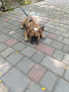 Французский бульдог