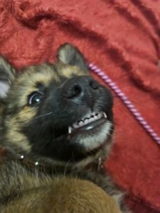 Щенок