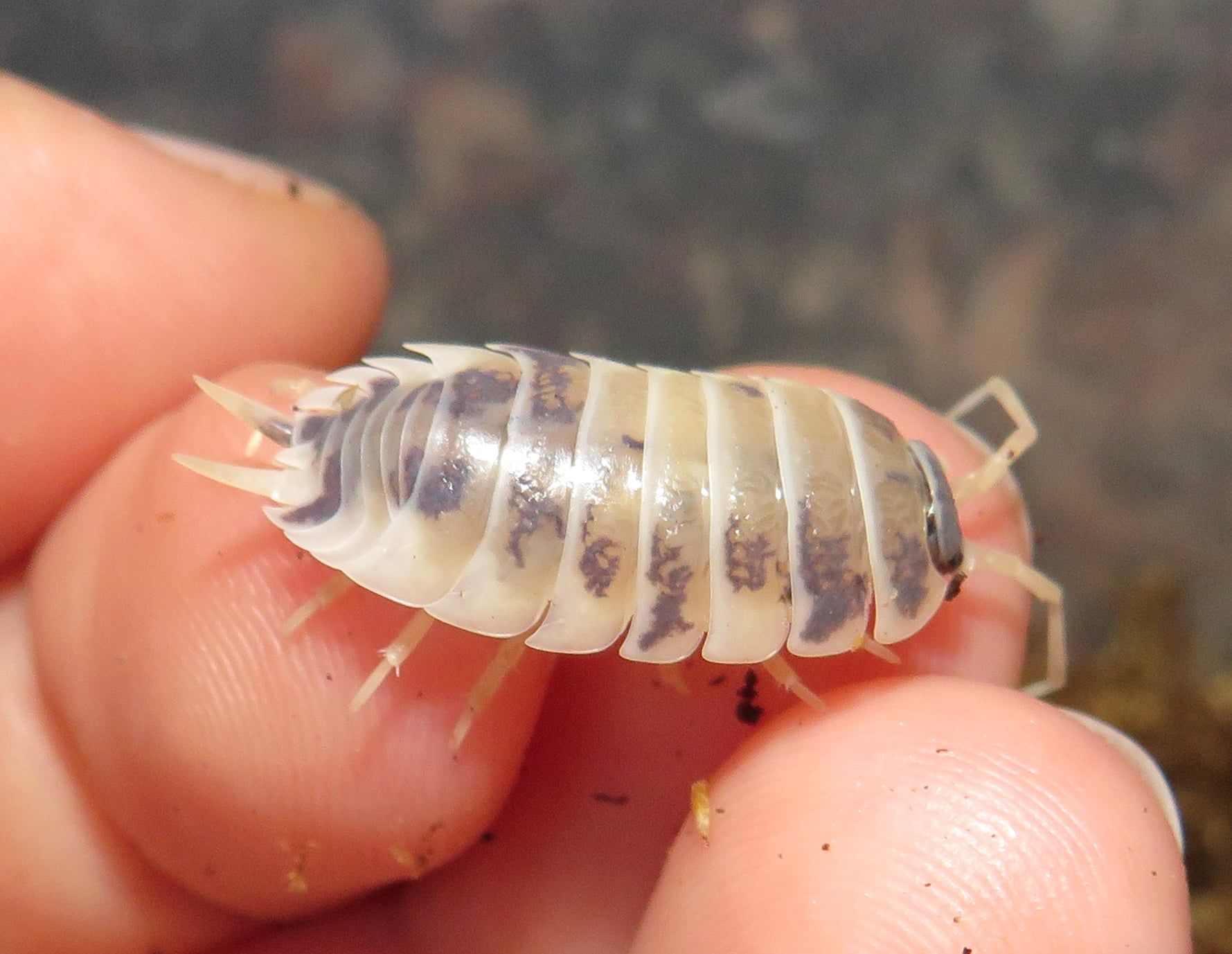 Мокриці Porcellio Dairy Cow, корівки