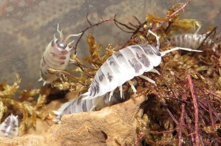 Мокриці Porcellio Dairy Cow, корівки