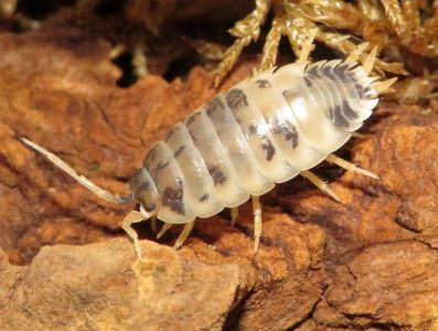 Мокриці Porcellio Dairy Cow, корівки