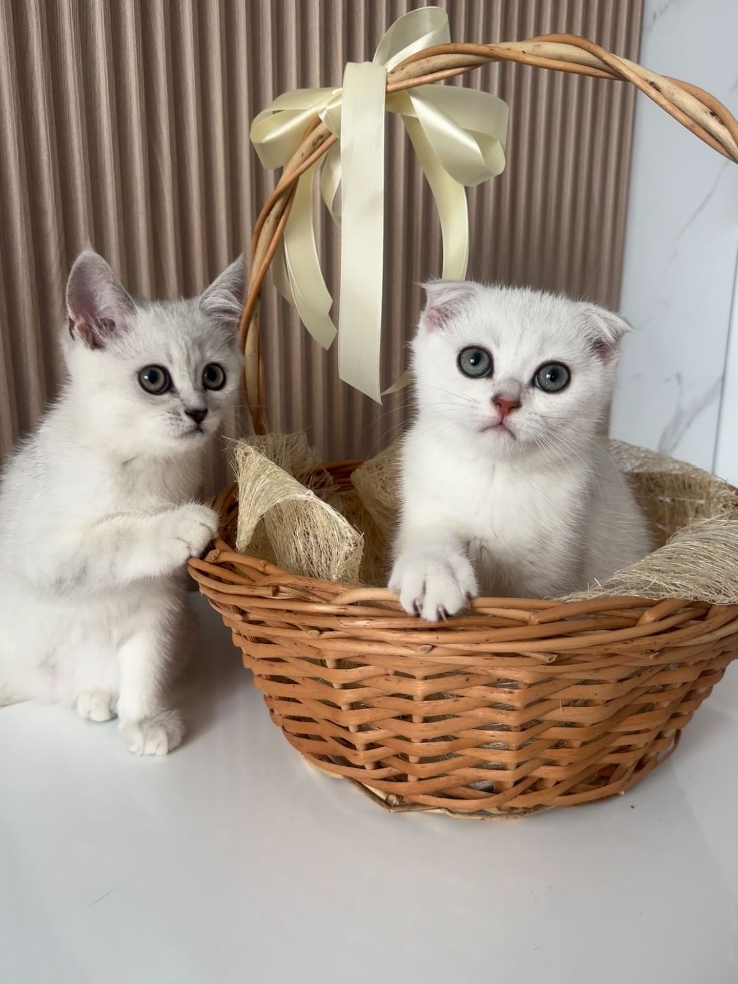 Шотландські кошенята скотиш фолд та страйт срібна шиншила
