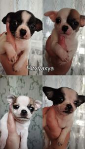 Мини чихуахуа