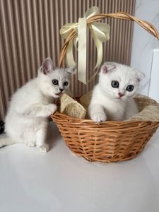 Шотландські кошенята скотиш фолд та страйт срібна шиншила