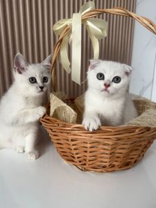 Шотландські кошенята скотиш фолд та страйт срібна шиншила