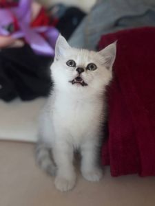 Шотландські кошенята скотиш фолд та страйт срібна шиншила