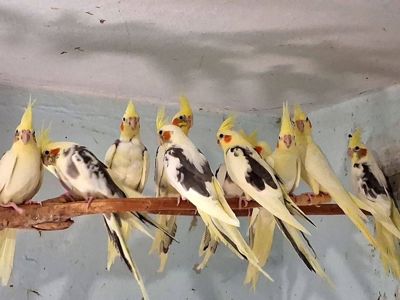 молодь папуг корелла по самим низьким цінам