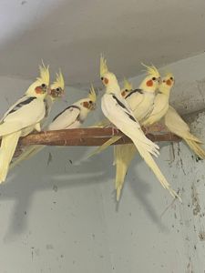 молодь папуг корелла по самим низьким цінам