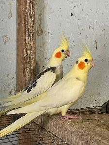 гарні папуги КОРЕЛЛА