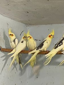 молодые корелла ищут дом
