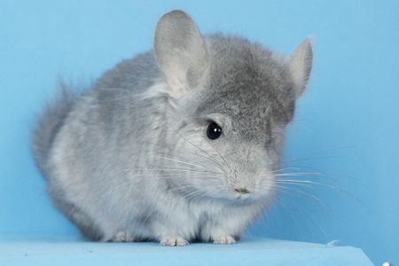 Шиншила хлопчик сапфір