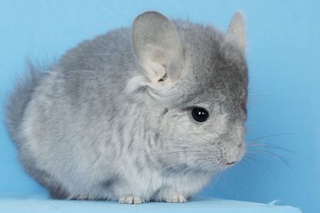 Шиншила хлопчик сапфір