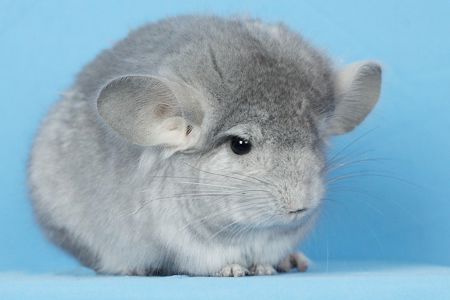 Шиншила хлопчик сапфір