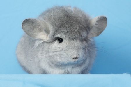 Шиншила хлопчик сапфір