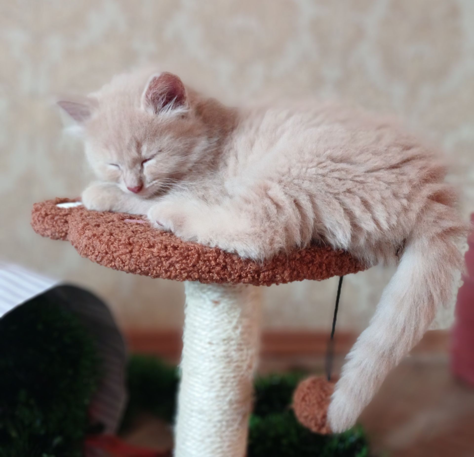Кошеня метис