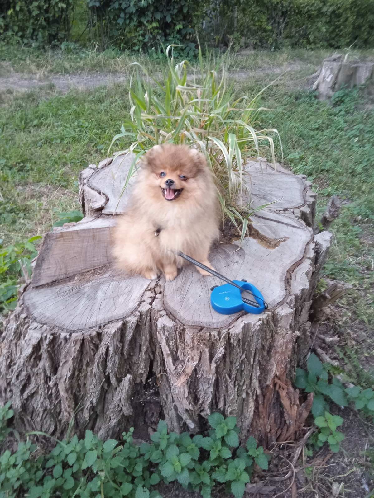 Шпіц хлопчик FCI/КСУ документи